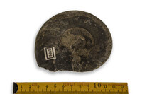 F 01976
<br/>
<br/>
<em></em>